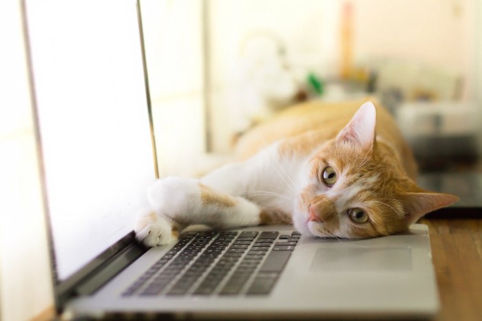 パソコンの前で退屈そうにしている猫
