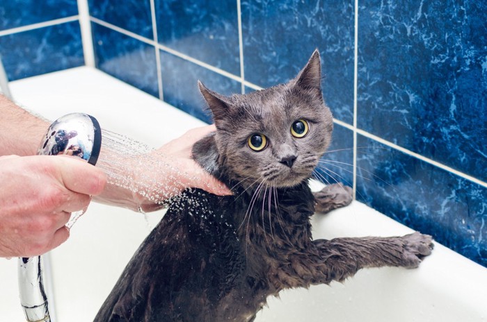 こちらを見つめるシャワー中の猫