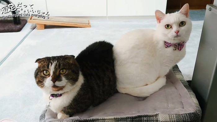 お尻をくっつけて座る2匹の猫