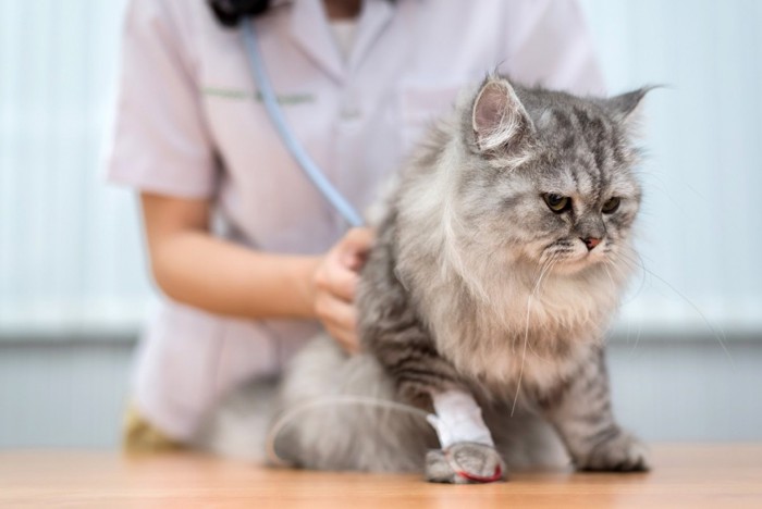 病院で診察を受ける猫