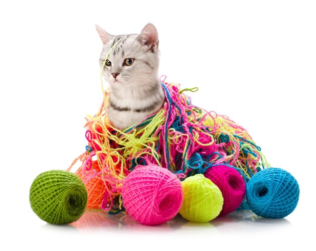 毛糸で遊ぶ猫