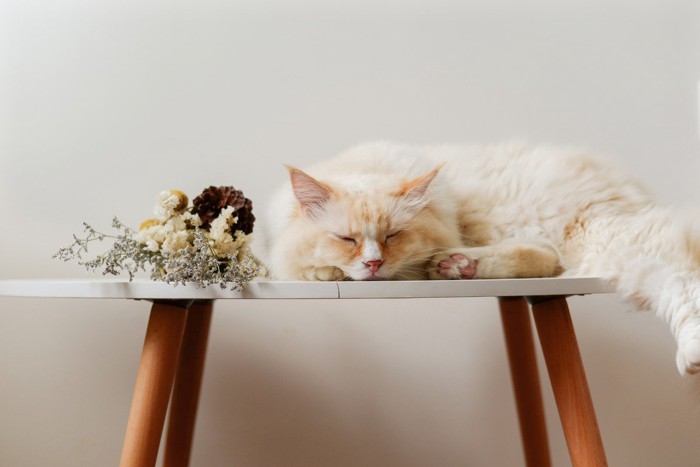 ちいさなテーブルで寝る猫