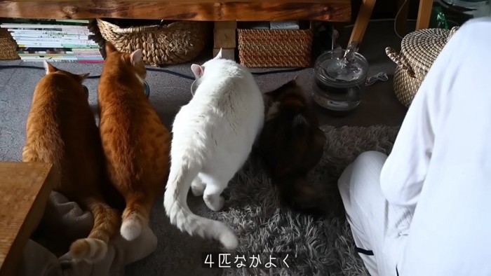 猫4匹並んで食べる後姿