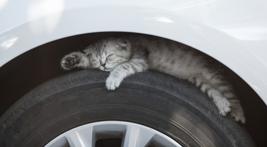 タイヤの上で眠る猫