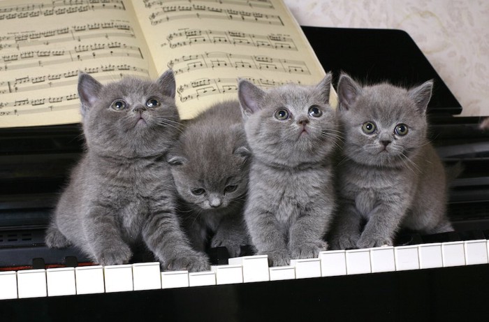 ピアノの鍵盤の上に並んだ4匹の子猫