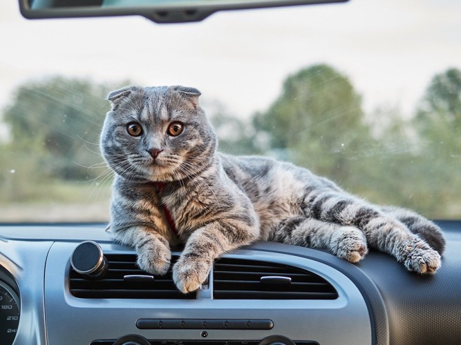 車のなかにいる猫