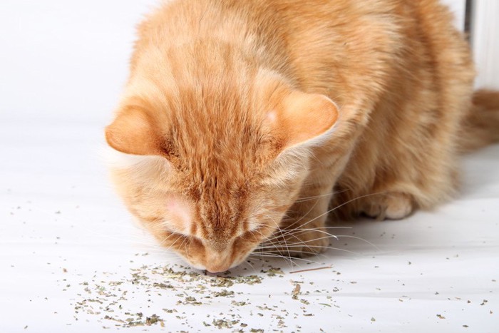 猫とキャットニップの粉