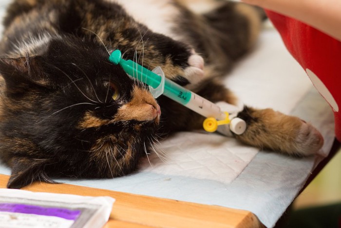 手術前に注射で麻酔をされる猫