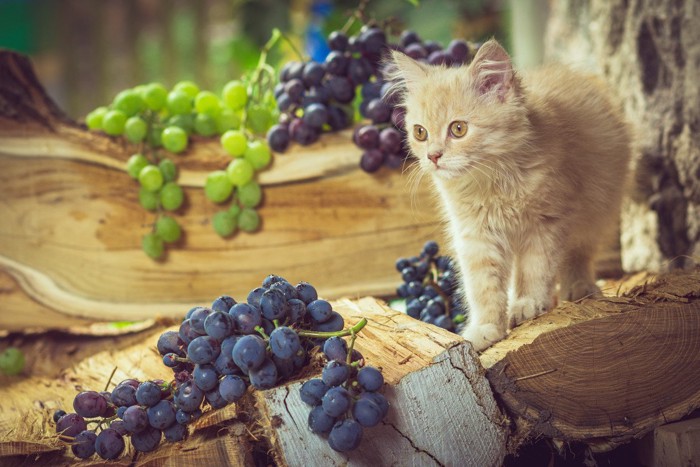 葡萄のそばで立っている猫