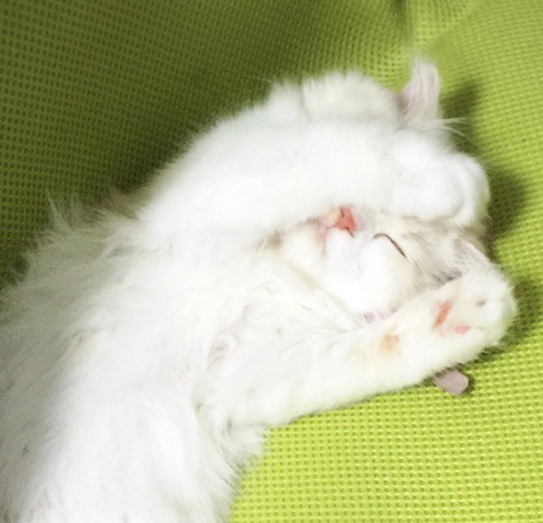バンザイ寝をする白猫の子猫
