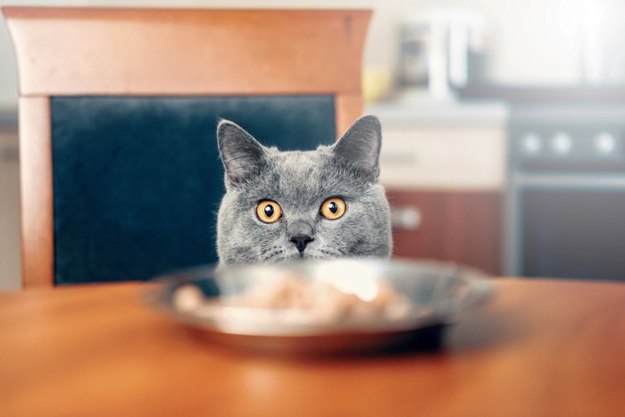 テーブルから覗く猫