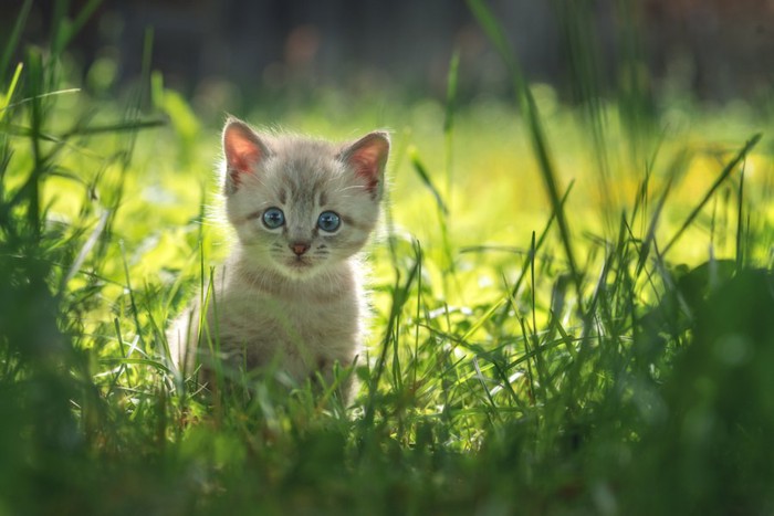 草むらの陰からこちらを見つめる子猫