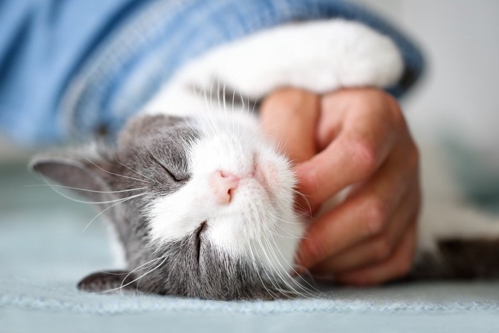 寝転ぶ猫の顎の下を撫でる手