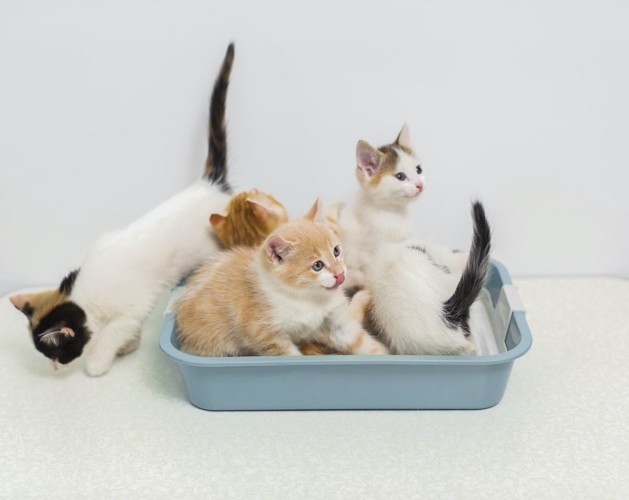 一つの猫用トイレに入るたくさんの子猫たち