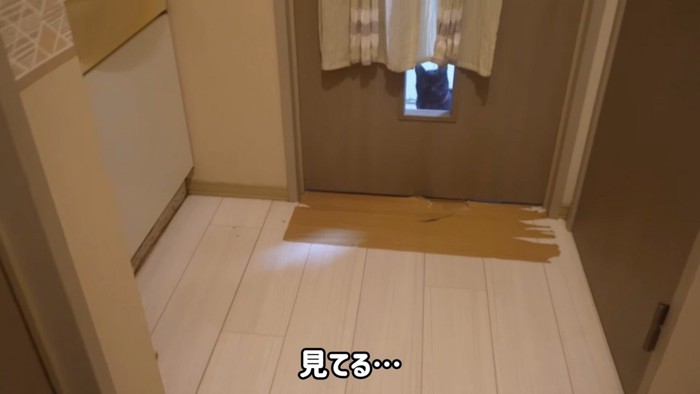 部屋の中から外を見る猫