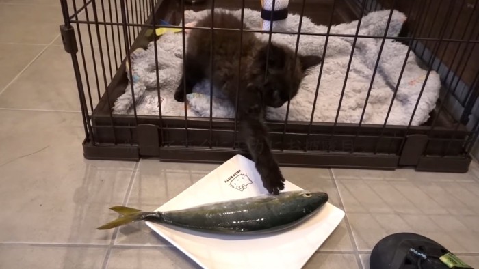 魚に前足で触ろうとする猫