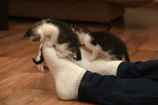 人の足で遊ぶ二匹の猫