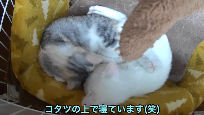 猫用コタツの上で寝る2匹の子猫