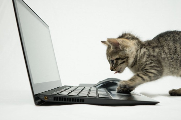 パソコンで調べ物をする子猫