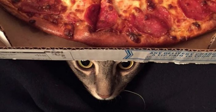 ピザの箱の下からのぞく猫