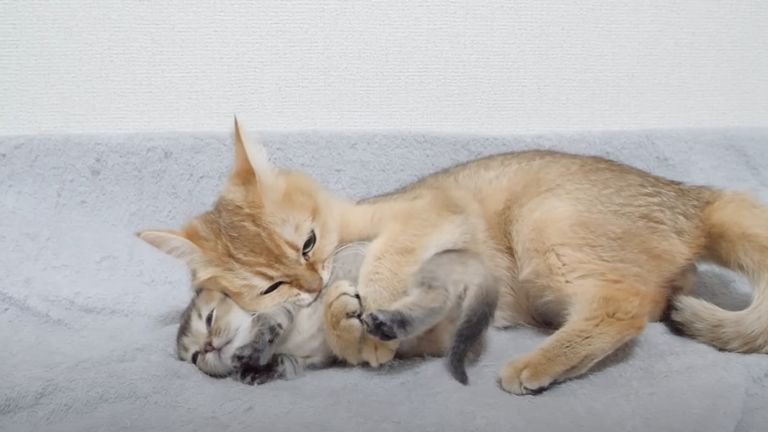 子猫をハグする母猫