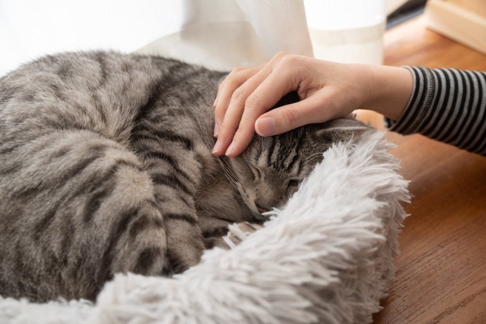 寝ている猫を撫でる女性の手