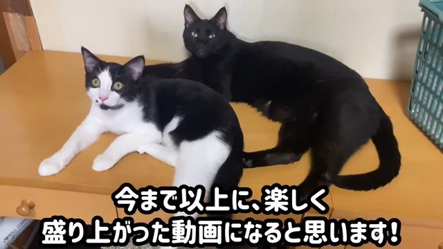 棚の上の2匹の猫
