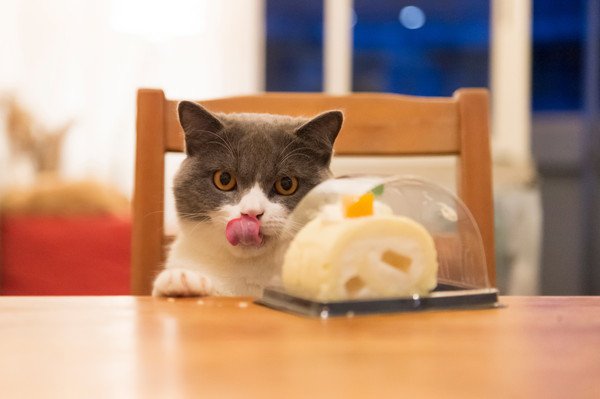 ロールケーキを見て舌なめずりする猫