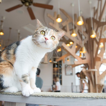 渋谷の猫カフェMOCHA（モカ） 原宿店の猫