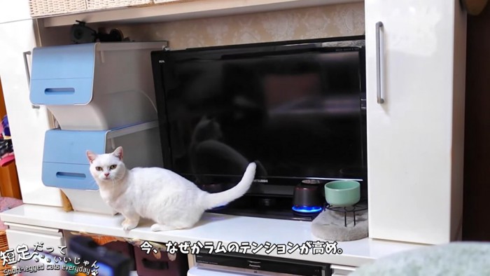 テレビの前で振り向く猫