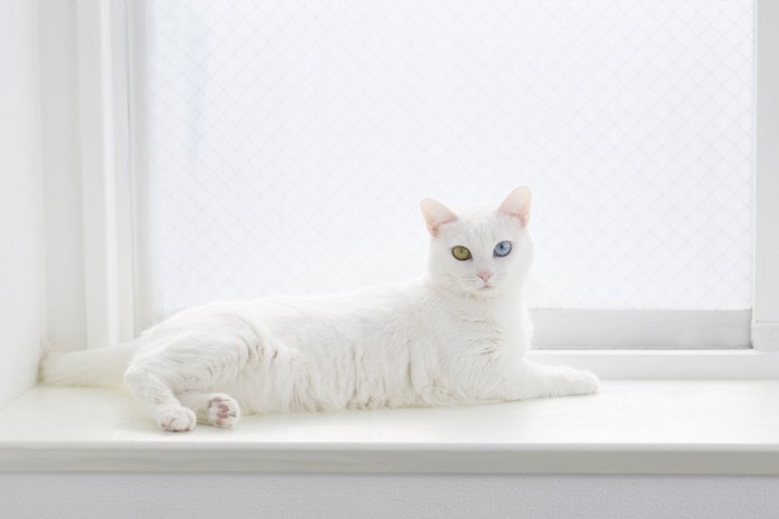 窓辺の白猫