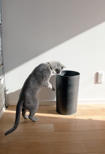 ゴミ箱を覗く猫