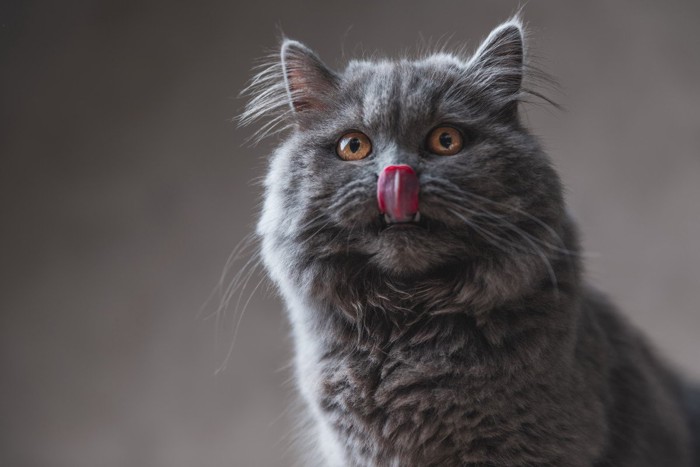 鼻を舐める灰色猫