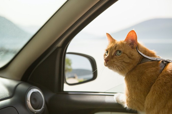 ハーネスをつけて車に乗っている猫