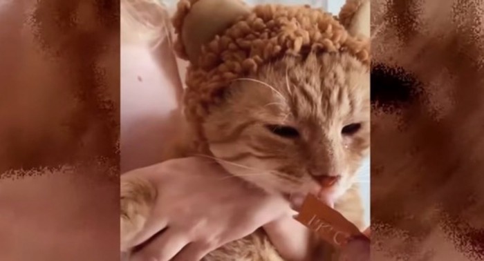 ライオンの帽子をかぶっているチャトラ猫