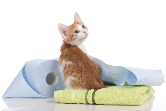 トイレットペーパーとタオルに乗る子猫