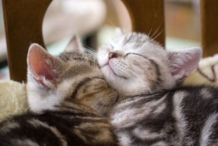 仲良くくっついて寝る二匹の子猫