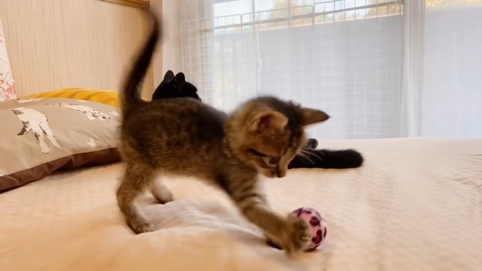 ボールを触る子猫
