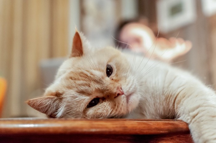 デスクの上で寝転ぶ猫