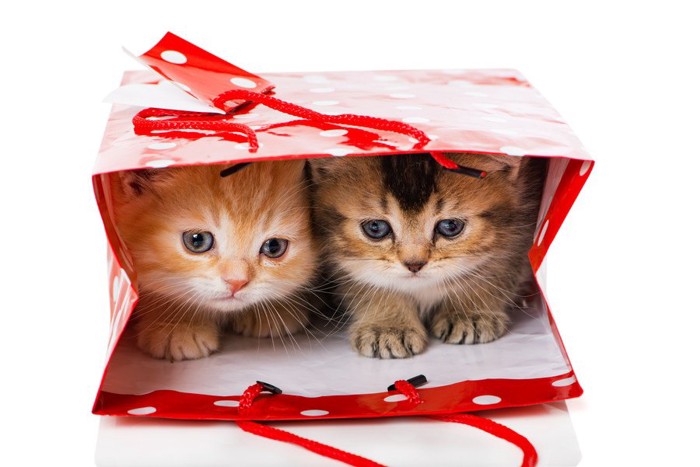 紙袋の中の2匹の猫