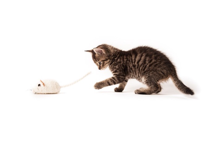ネズミのおもちゃを追いかける子猫