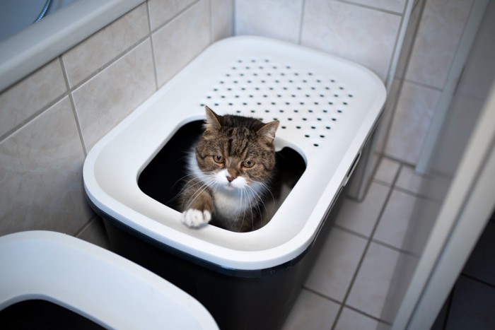 二つのトイレと猫