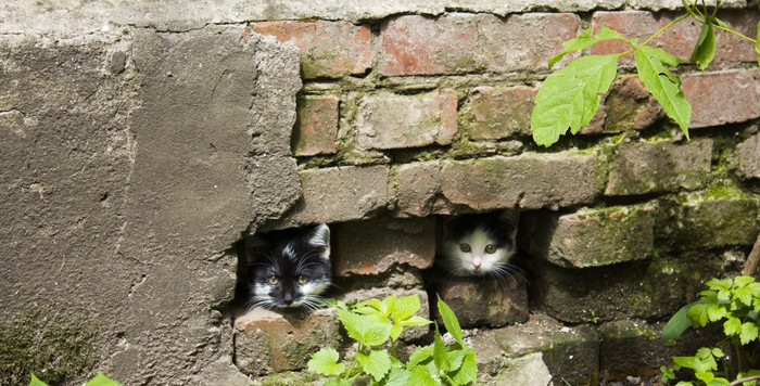 隙間にいる猫達