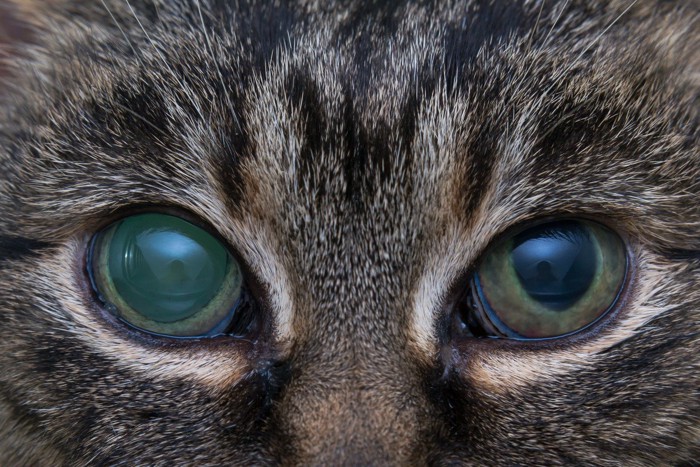 緑内障の猫の顔