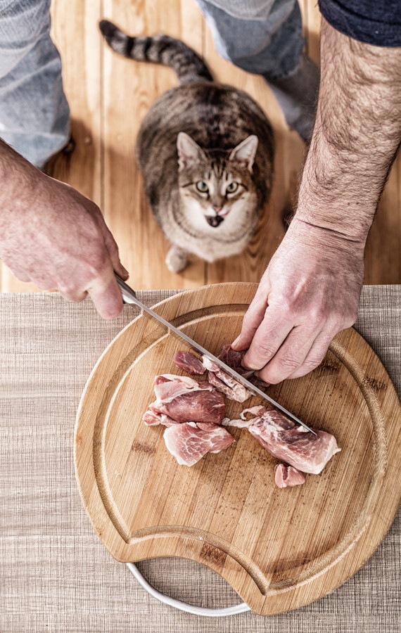 調理中の肉と猫