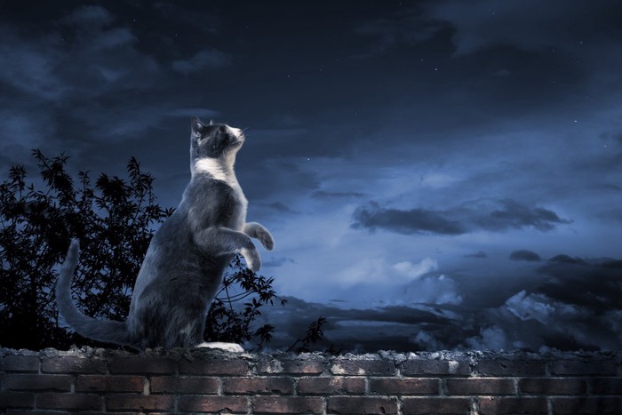 月明かりに興奮する猫