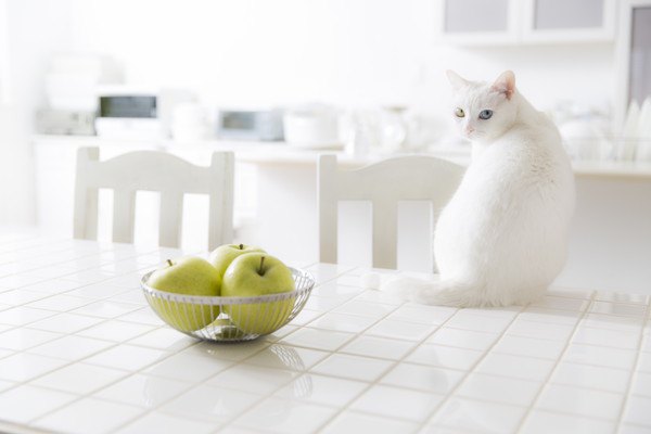 テーブルと白い猫