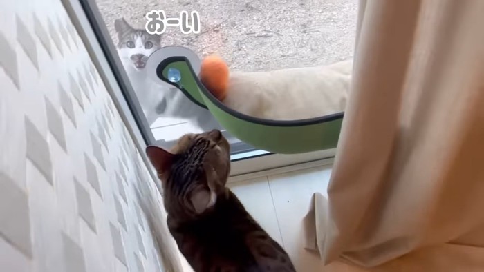窓の外を見るベンガルと外にいる猫
