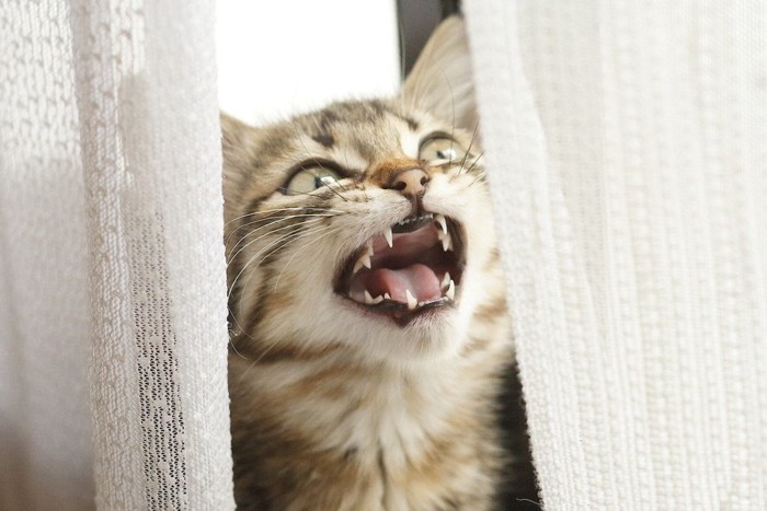 カーテンの間から見上げて鳴く猫