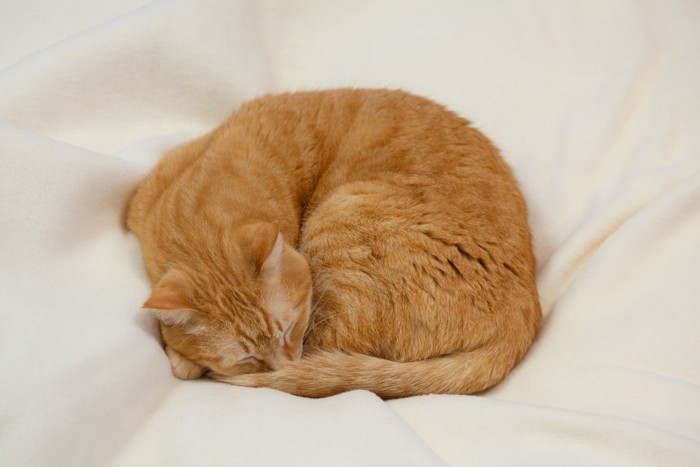 布団の上で丸くなって眠る猫